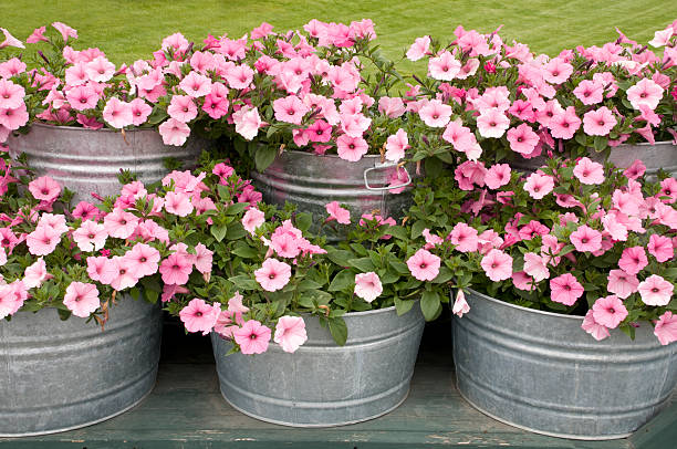 pink petunias in-badewannen - washtub stock-fotos und bilder