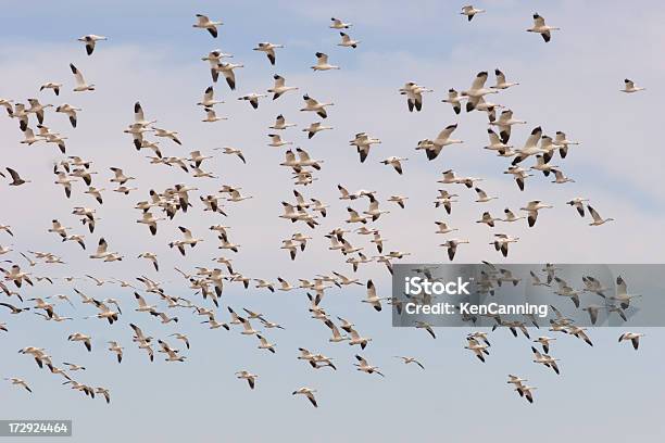 Снег Гуси Flock Летающий — стоковые фотографии и другие картинки Bosque del Apache National Wildlife Reserve - Bosque del Apache National Wildlife Reserve, Без людей, Белый