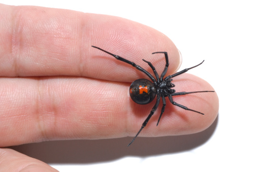 Ventral surface of female black widow spider on fingers, shows red hourglass marking