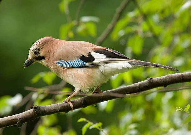 jay （garrulus glandarius ) - jay ストックフォトと画像