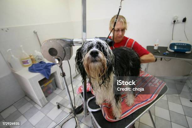 Linda Terrier Tibetano En El Cuidador Foto de stock y más banco de imágenes de Animal - Animal, Fotografía - Imágenes, Horizontal