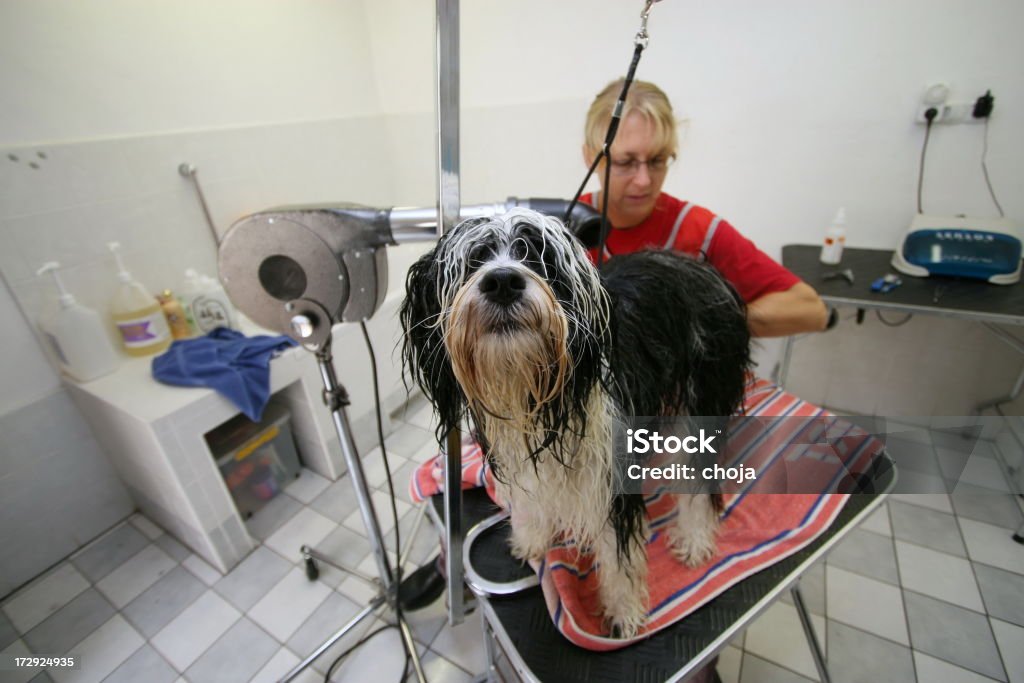 Mignon Terrier du Tibet au Toiletteur - Photo de Animaux de compagnie libre de droits