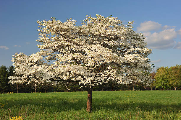 Solitude Dogwood Solitude white dogwood dogwood trees stock pictures, royalty-free photos & images