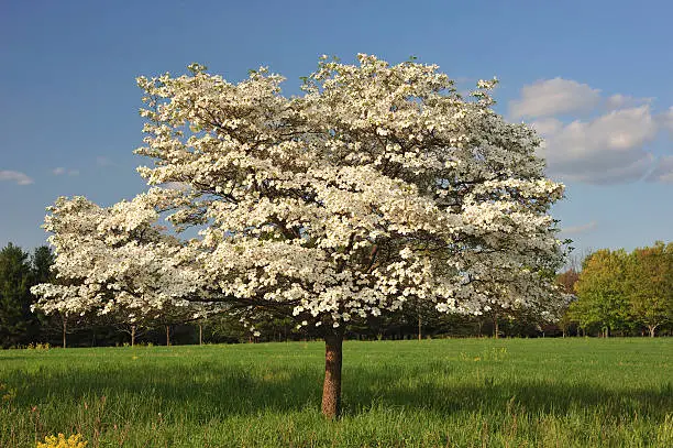 Vector illustration of Solitude Dogwood