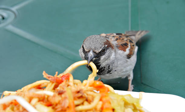 istock Male sparrow eating pasta on table 172925118