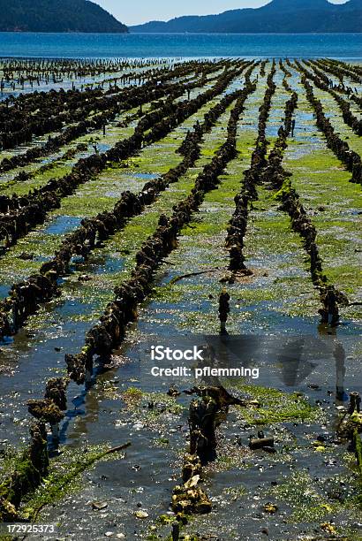 Oyster Farming Stock Photo - Download Image Now - Aquaculture, Oyster, Crustacean