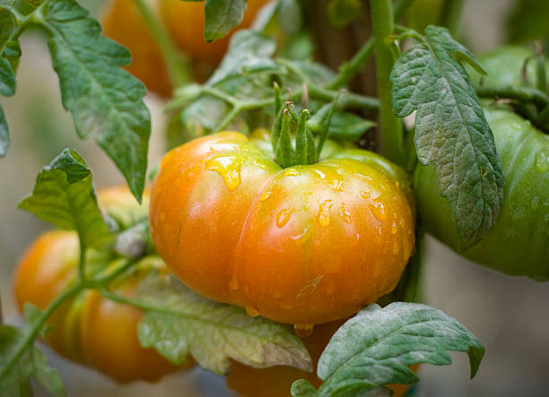 tomate heirloom planta crece producto local en jardín de vegetales orgánicos - heirloom tomato tomato vegetable fruit fotografías e imágenes de stock