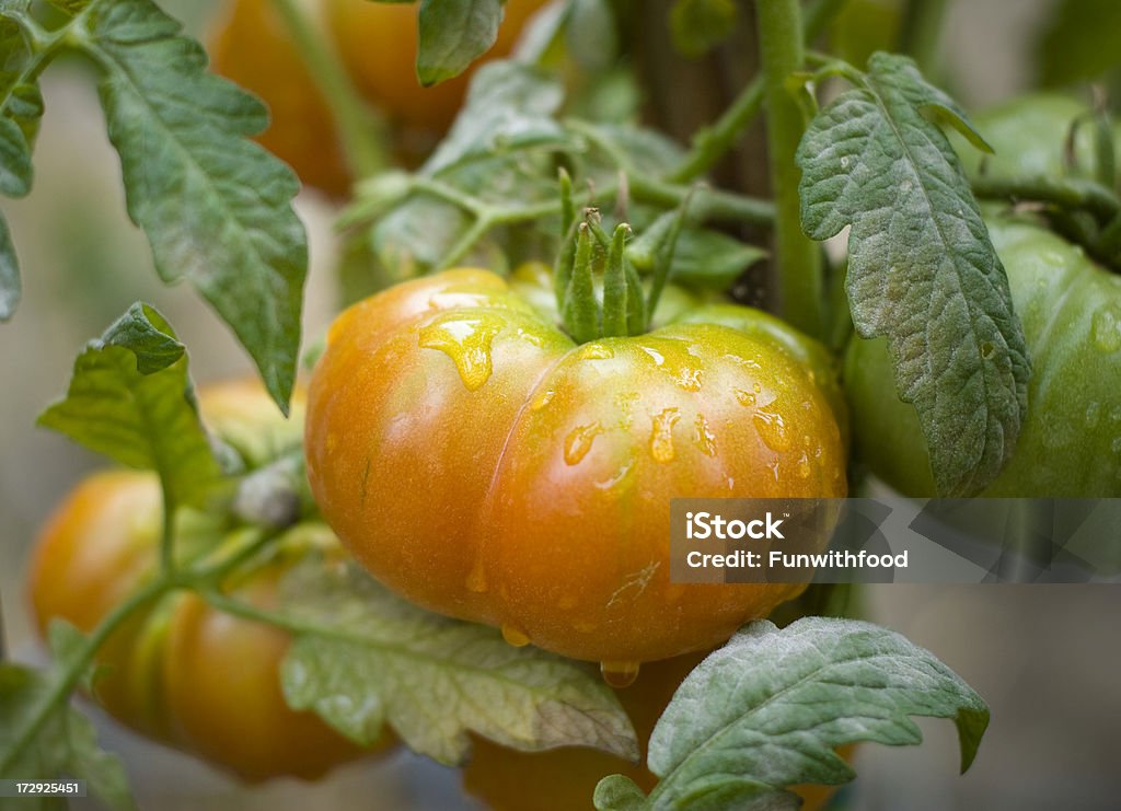Tomate Heirloom Planta crescente Produto local no jardim vegetais orgânicos - Royalty-free Tomate Heirloom Foto de stock