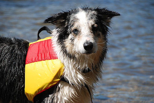 Border Collie model