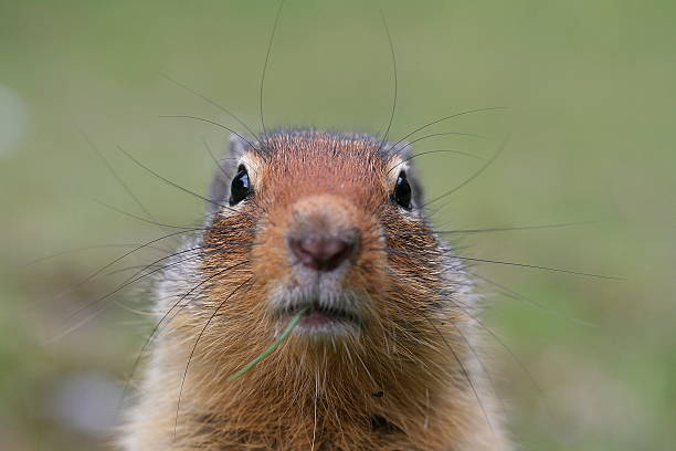 When young ground squirrels start exploring the world they are very shy and curious. Visiting them several consecutive days they somehow accepted my presence and started to come closer and closer