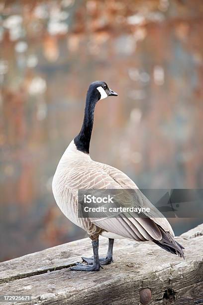 Oca Canadese Su Un Abbandonato Pier - Fotografie stock e altre immagini di Ambientazione esterna - Ambientazione esterna, Animale, Animale selvatico