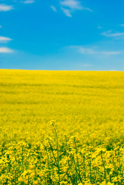 istock yellow flower of rape 172925696