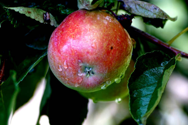 istock ripe apples in an orchard ready for harvesting after rain 1729259229