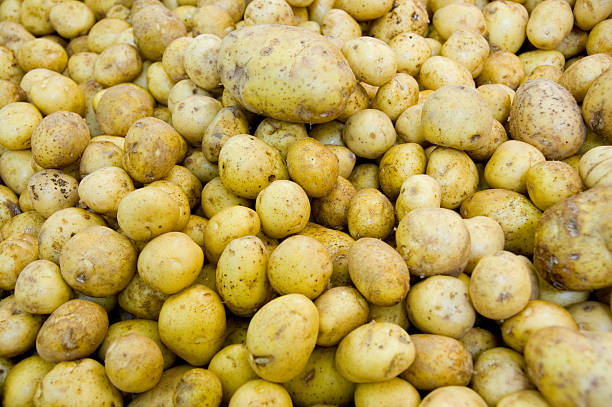 Lot of potato stock photo