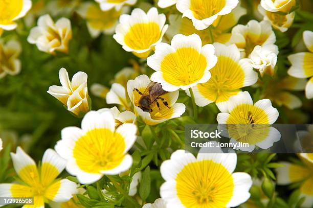 Limnanthes Alba O Limnanthes Douglasii - Fotografie stock e altre immagini di Limnanthes alba - Limnanthes alba, Insetto, Aiuola