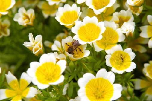 White and yellow flowers sometimes called poached egg plants - with beeSimilar pictures: