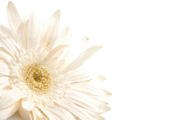 Close up of tall white gerbera daisies in glass vase on white table against neutral wall