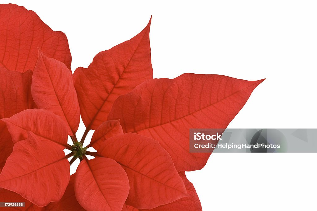 Stella di Natale - Foto stock royalty-free di Composizione orizzontale
