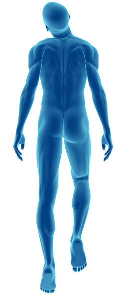istock Human body of a man floating for study 172926772