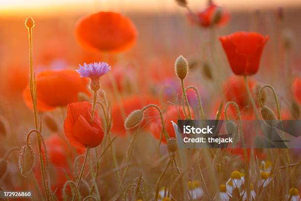 Campo Di Papaveri Contro Luce Solare Con Recidive - Fotografie stock e altre immagini di Bellezza naturale - Bellezza naturale, Calore - Concetto, Close-up