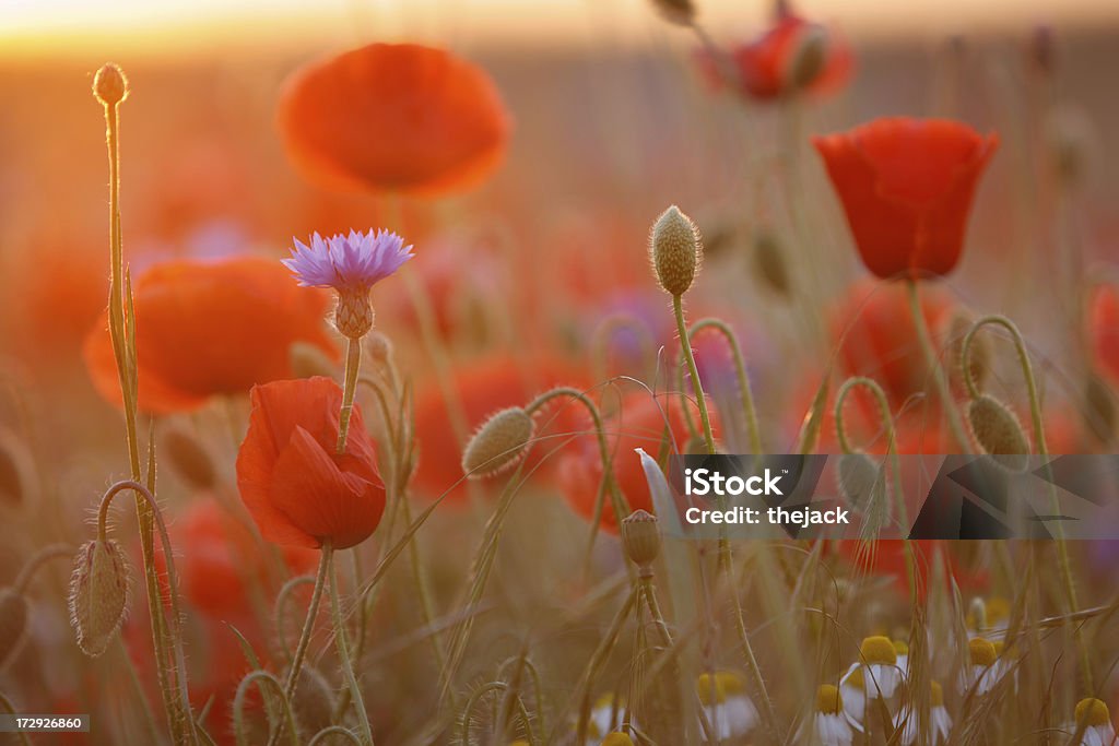 Poppy Field (contra luz solar com sino são - Foto de stock de Beleza natural - Natureza royalty-free