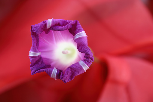 Morning glory in purple on a red background.