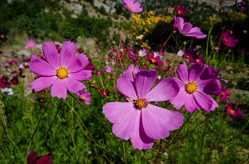 Background with colourful daisy flowers in the garden and unique ideas. Background of multicolored flowers of Cosmea in the garden