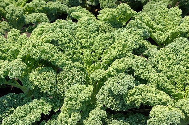 istock Close-up of Curly Kale Growing in Field 172927011