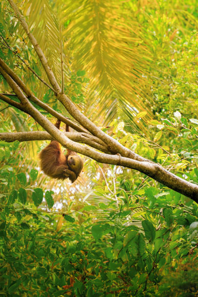 bradipo bidattilo appeso a un albero, la fortuna, costa rica - claw rainforest outdoors close up foto e immagini stock