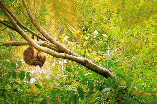 A young Sumatran orangutan sits atop one of the trees in the rainforest where it lives. The species, Pongo abelii, is currently Critically Endangered.