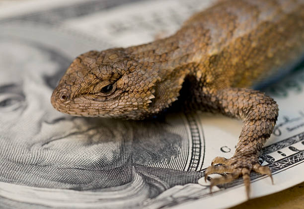 Lizard On Money, One Hundred Dollars Cash stock photo
