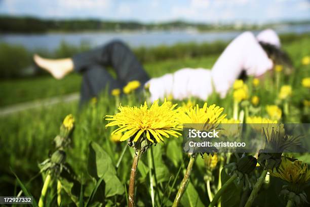 In Der Wiese Liegen Stockfoto und mehr Bilder von Damm - Hergestellter Gegenstand - Damm - Hergestellter Gegenstand, Löwenzahn - Korbblütler, Attraktive Frau