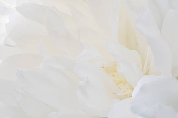 istock Petals of White Peony 172927490