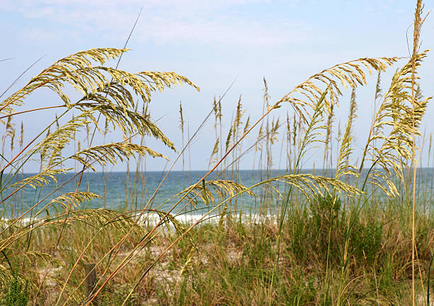 istock Sea Oats In The Dunes On A Florida Beach 172927759