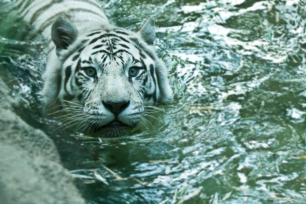 White Tiger in water stock photo