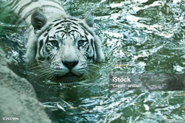 White Tiger In Water Stock Photo - Download Image Now - Tiger, Underwater, Albino