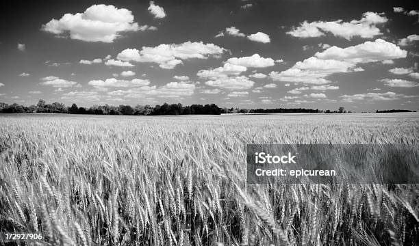 Kansas Foto de stock y más banco de imágenes de Campo - Tierra cultivada - Campo - Tierra cultivada, Trigo, Blanco y negro
