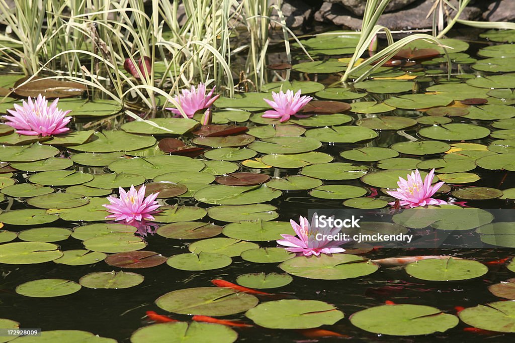 koi-Teich in bloom - Lizenzfrei Hausgarten Stock-Foto