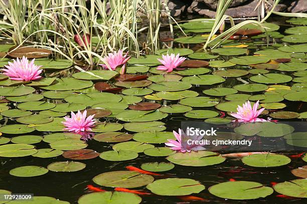 Koiteich In Bloom Stockfoto und mehr Bilder von Hausgarten - Hausgarten, Baumblüte, Blume