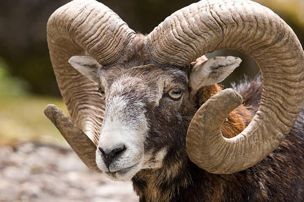 Black and Brown Ram Animal · Free Stock Photo Black and Brown Ram Animal · Free Stock Photo