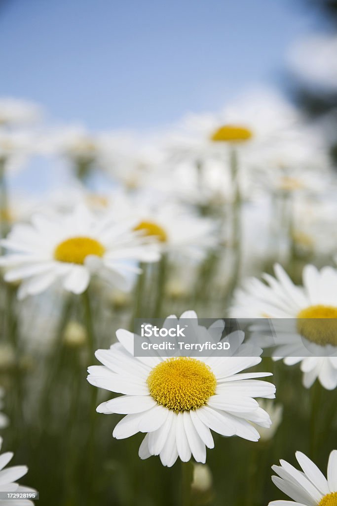 Blanc Marguerite d'été fleurs, Ciel bleu, gros plan, vue sur le terrain - Photo de Blanc libre de droits