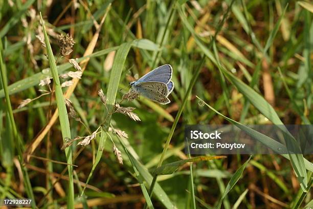 Der Butterfly Stockfoto und mehr Bilder von Abstrakt - Abstrakt, Agrarbetrieb, Bildhintergrund