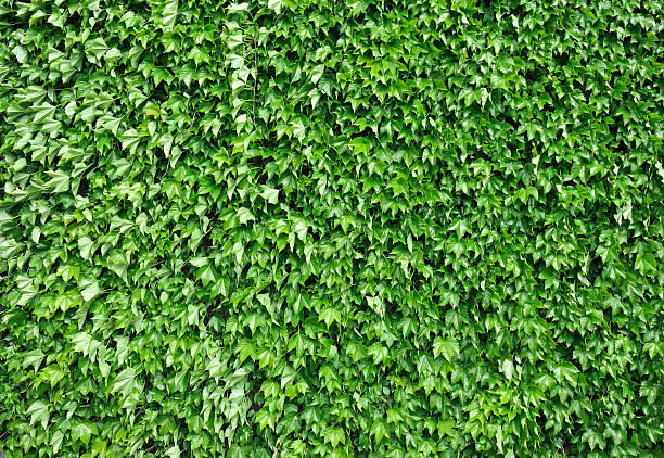 istock Wall of green leaves 172928412