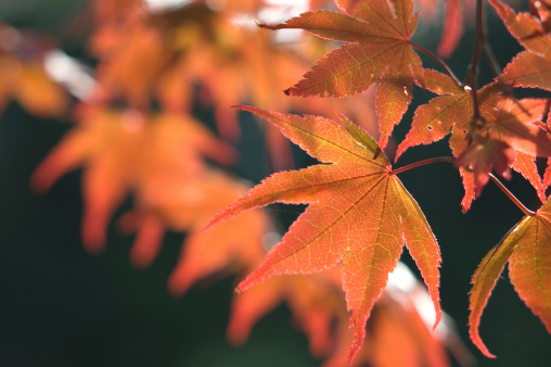 Fall color showing through on a Bloodgood Japanese Maple.More gardening images: