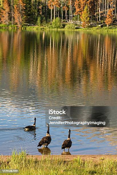 Gansos No Lago Dillon - Fotografias de stock e mais imagens de Beira d'Água - Beira d'Água, Breckenridge, Colorado