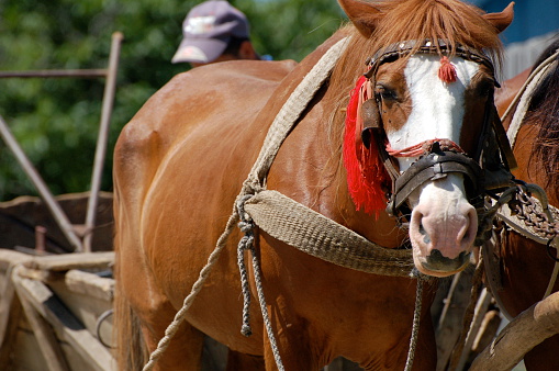 Horse in Harness, ready to pull the wagon