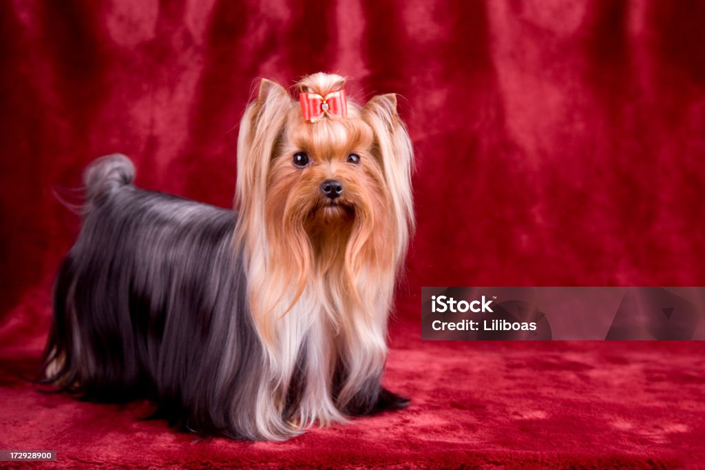 Yorkshire Terrier Ritratto (XXL - Foto stock royalty-free di Cane da esposizione