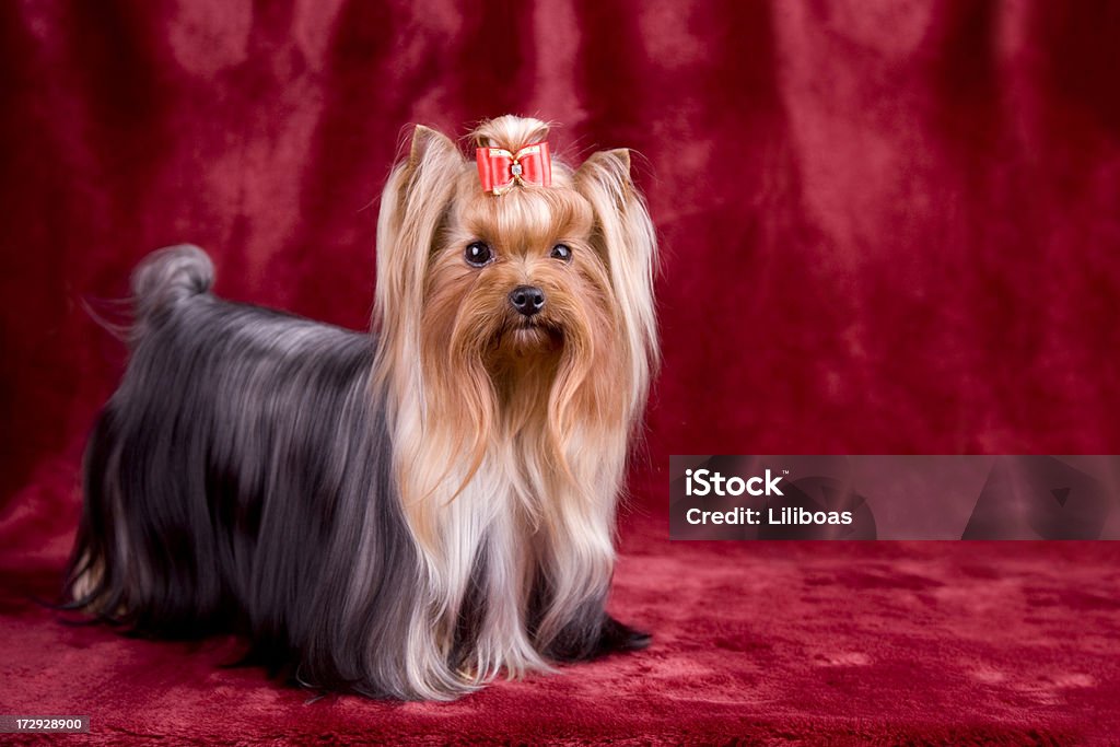 Yorkshire Terrier Retrato (XXL - Royalty-free Cão de exposição Foto de stock
