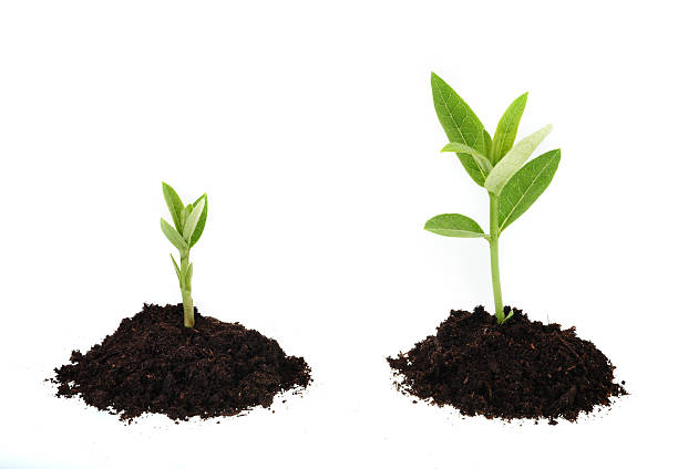istock Two seedlings, one larger than the other 172928994
