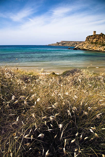 litoral em malta - vegetação mediterranea - fotografias e filmes do acervo